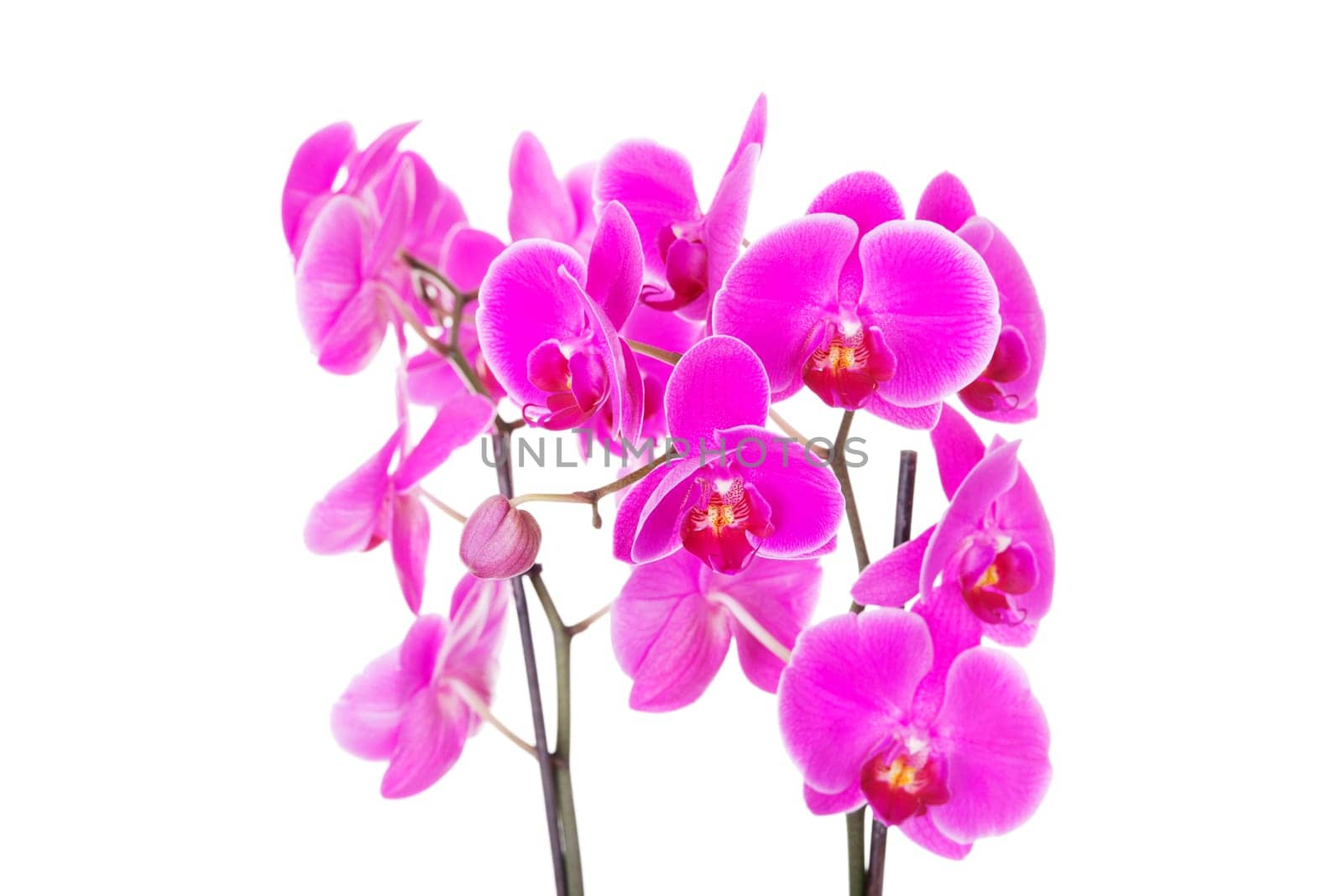 pink orchid isolated on white background.