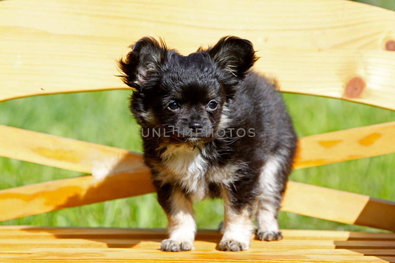 Chihuahua (puppy)