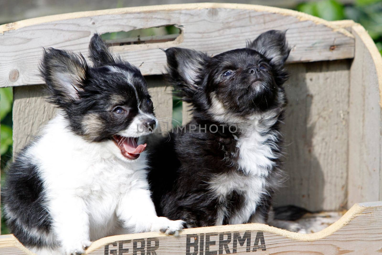 Chihuahua (puppy)