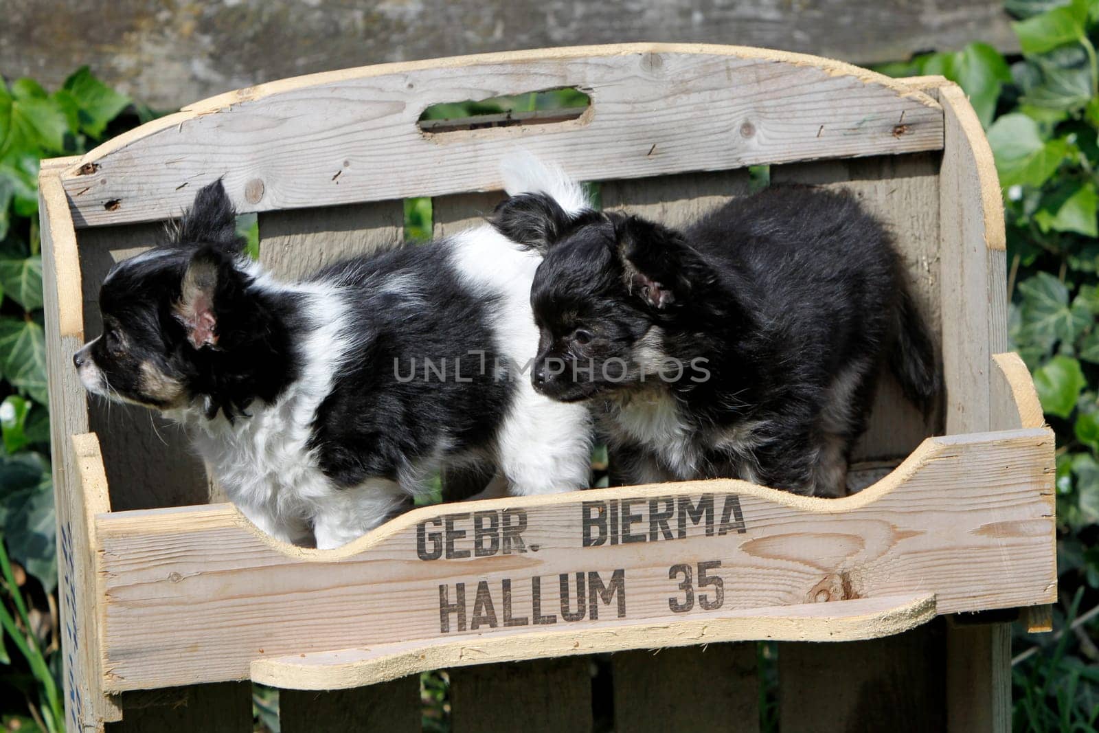 Chihuahua (puppy)