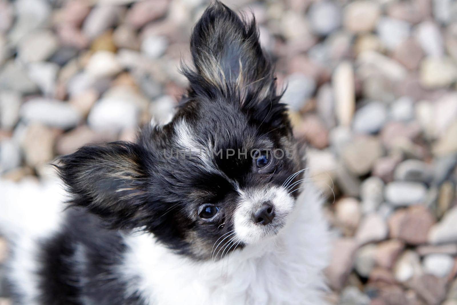 Chihuahua (puppy)