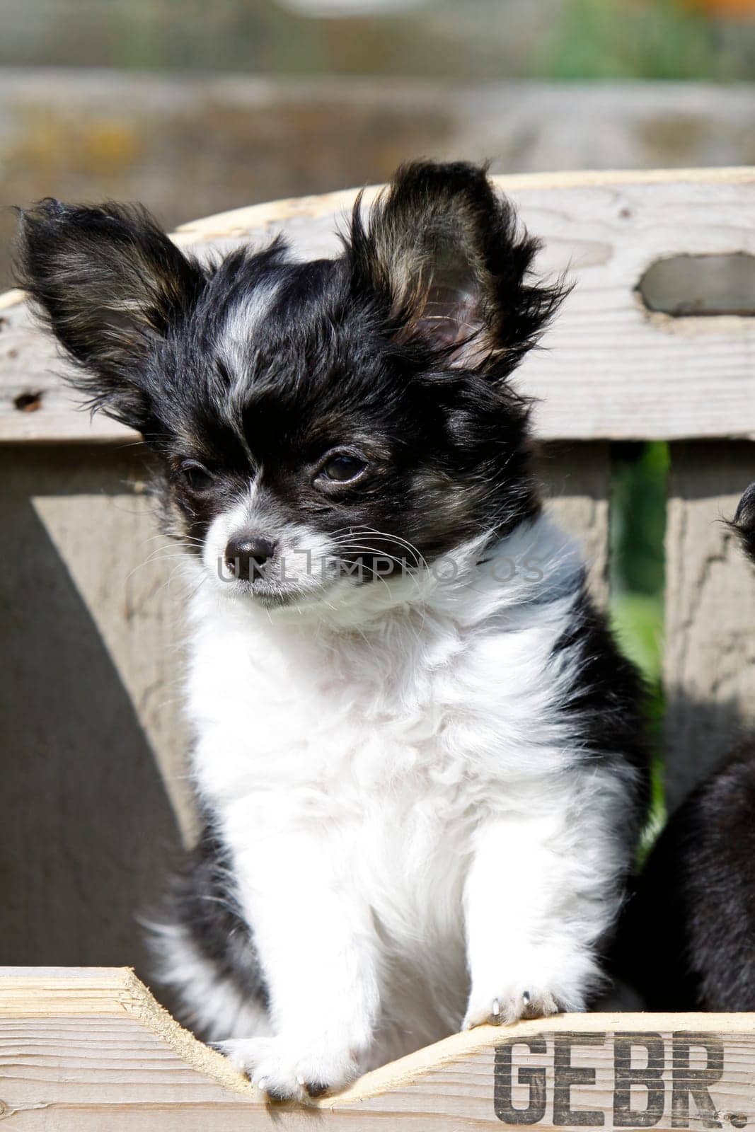 Chihuahua (puppy)