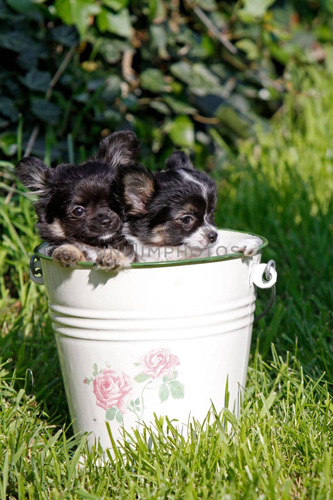 Chihuahua (puppy)