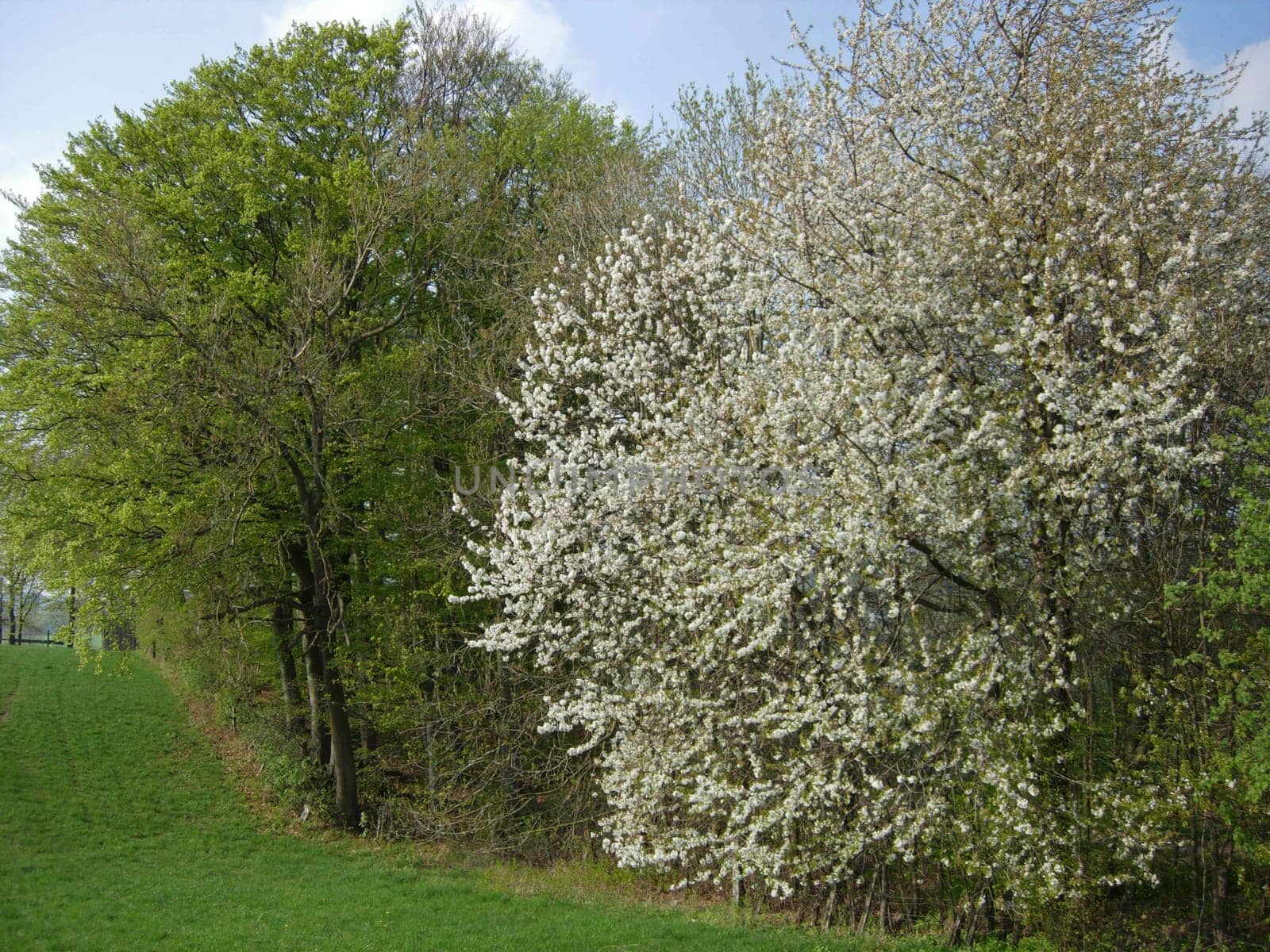 Cherry blossom in the Weser Uplands
