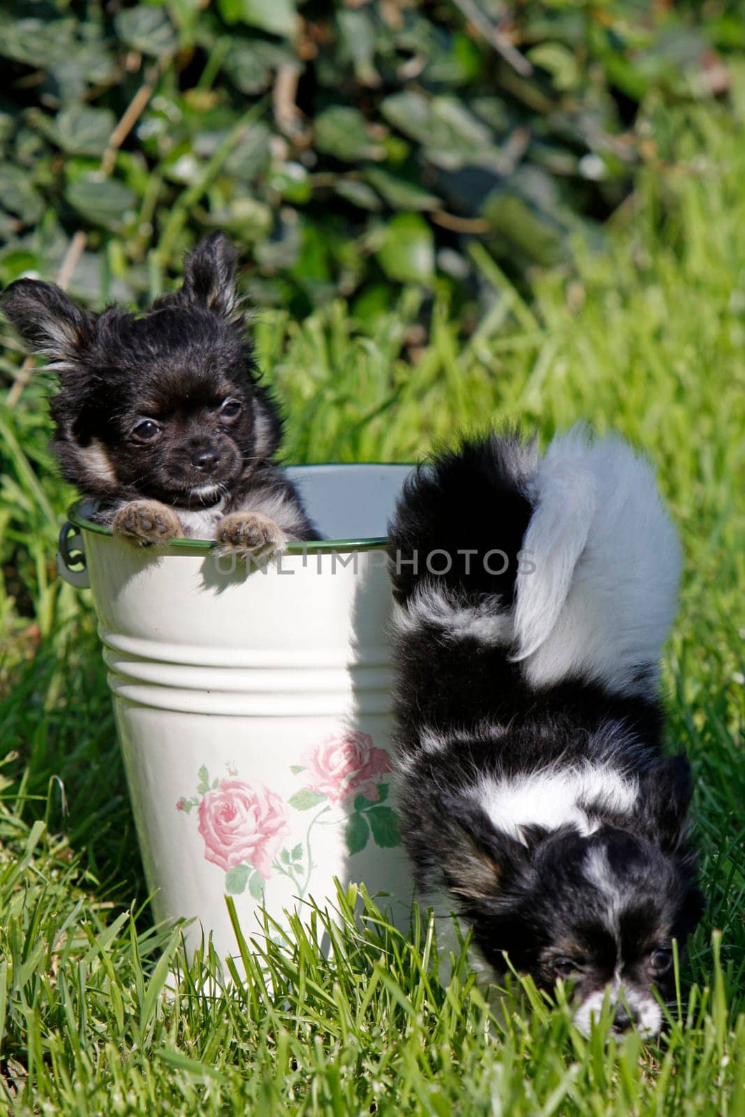 Chihuahua (puppy)