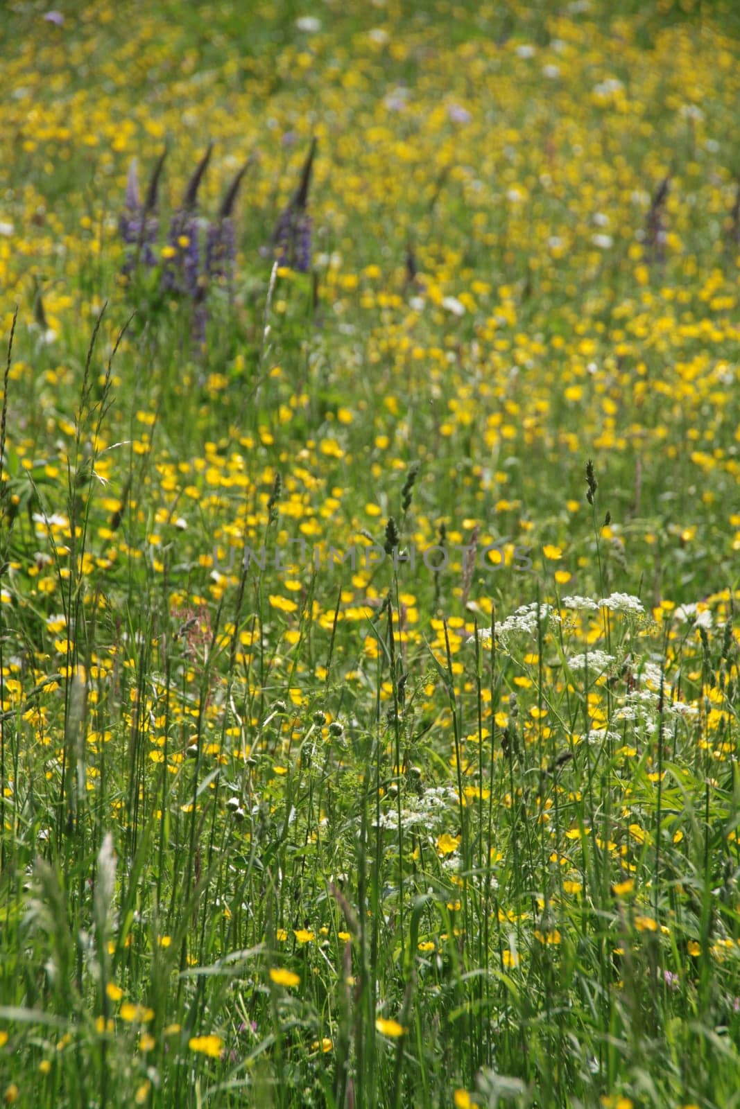 Yellow flower meadow