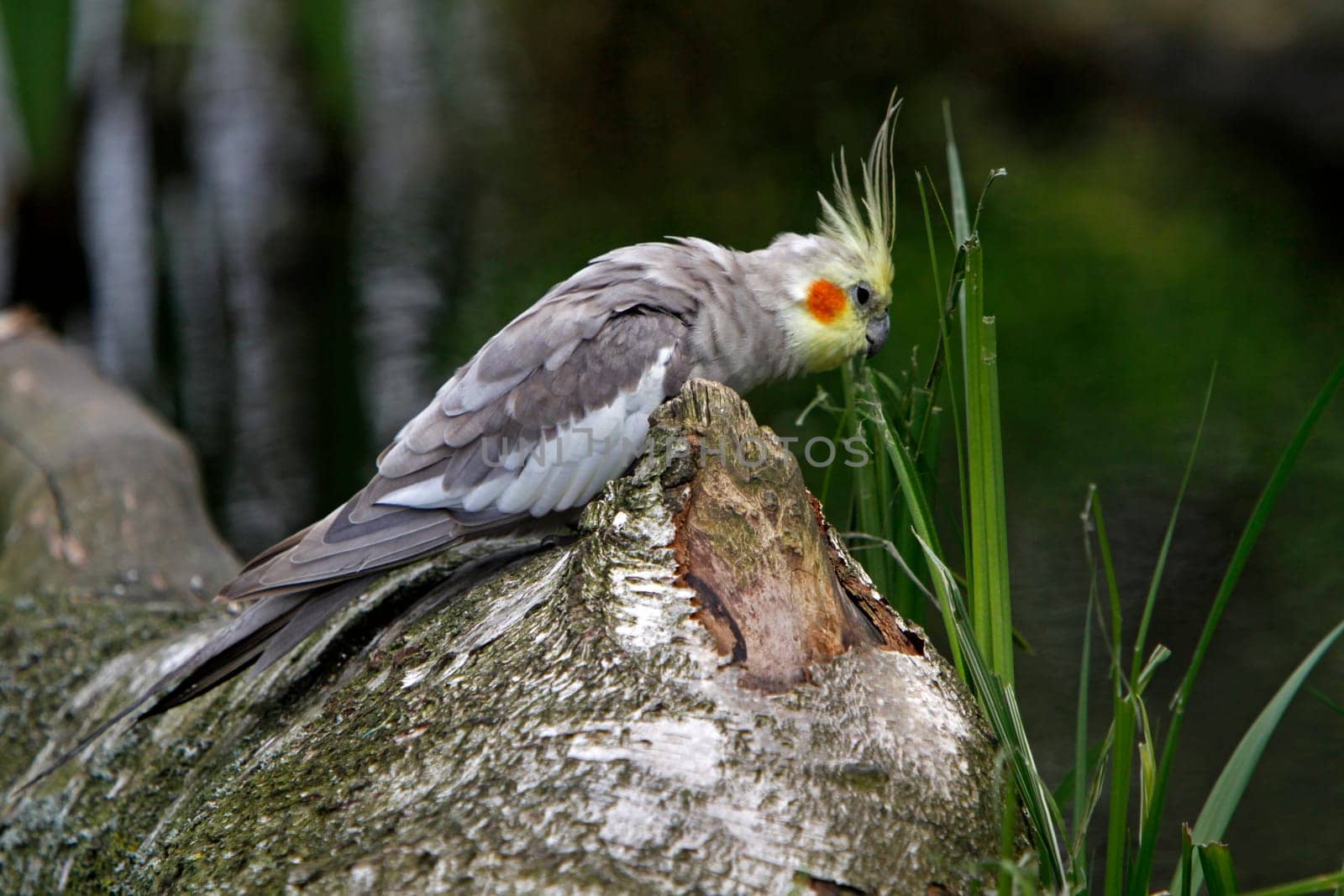 Grey cockatiel