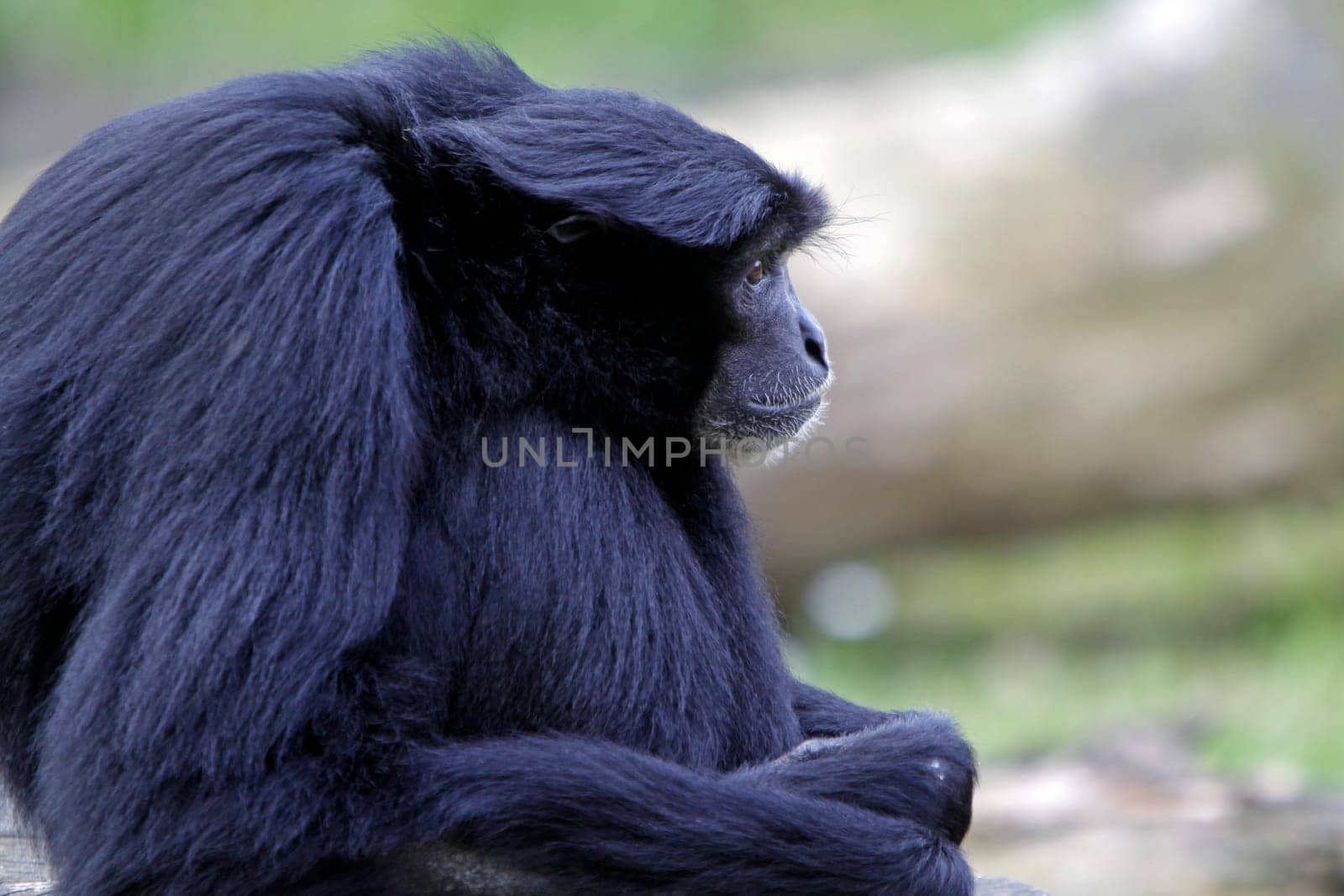 Siamang