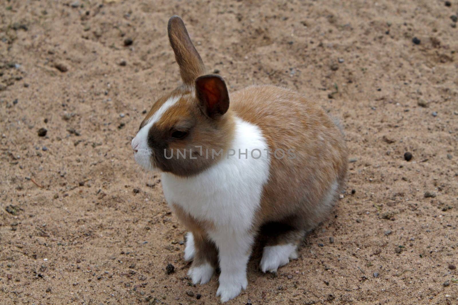 Rabbit