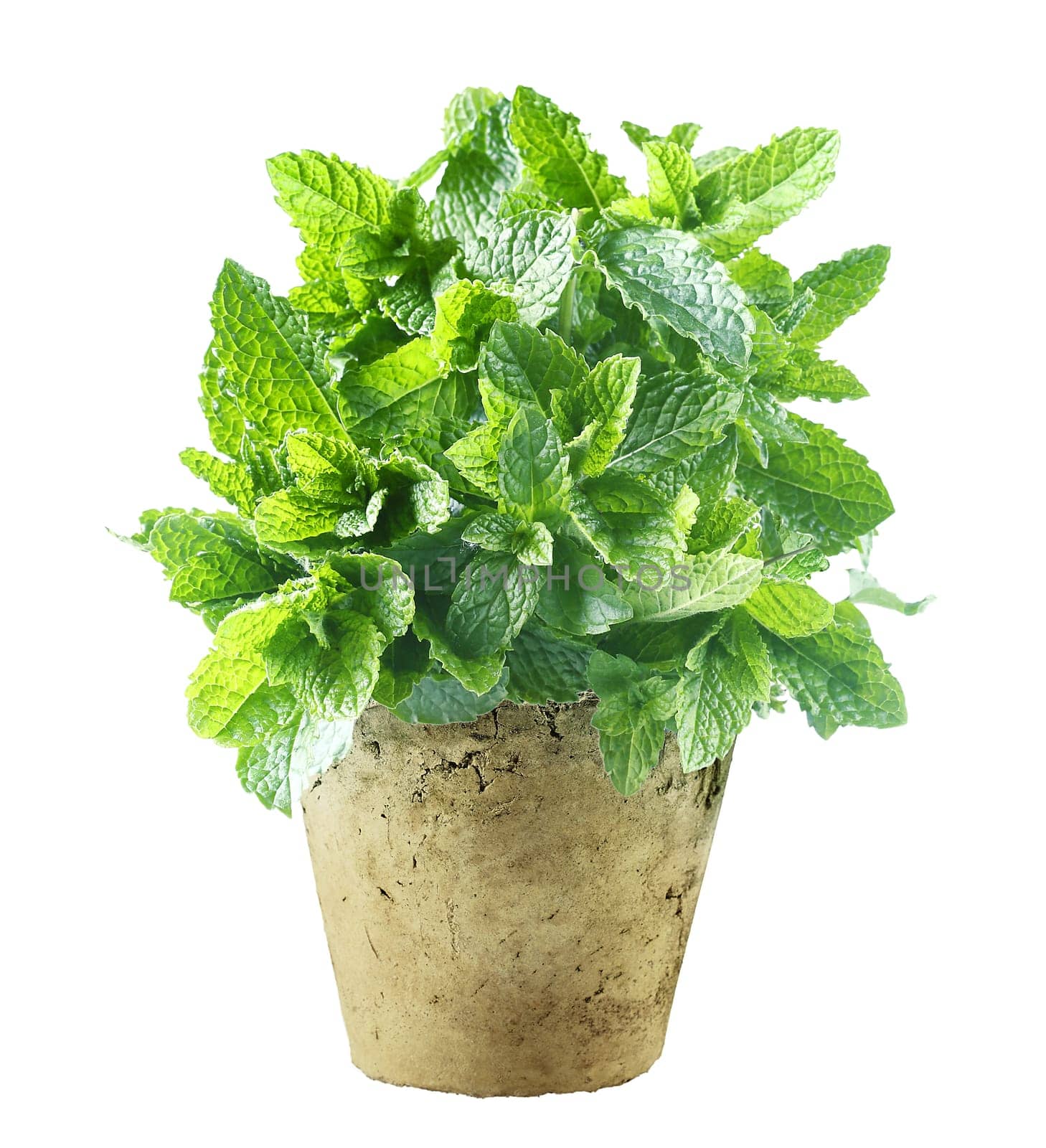 Fresh mint growing in a flowerpot to ensure the freshest ingredients in the kitchen for cooking and garnish