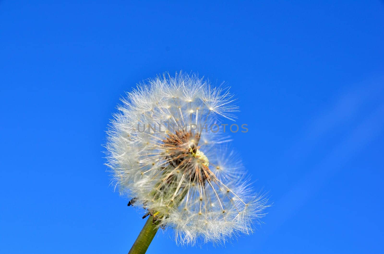 Dandelion Dandelion