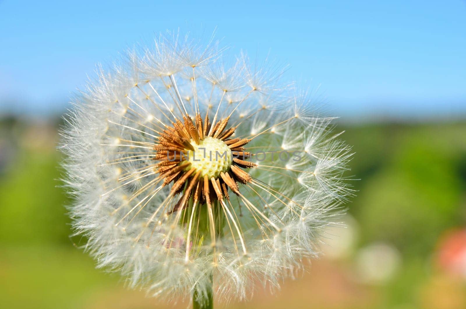 Dandelion Dandelion