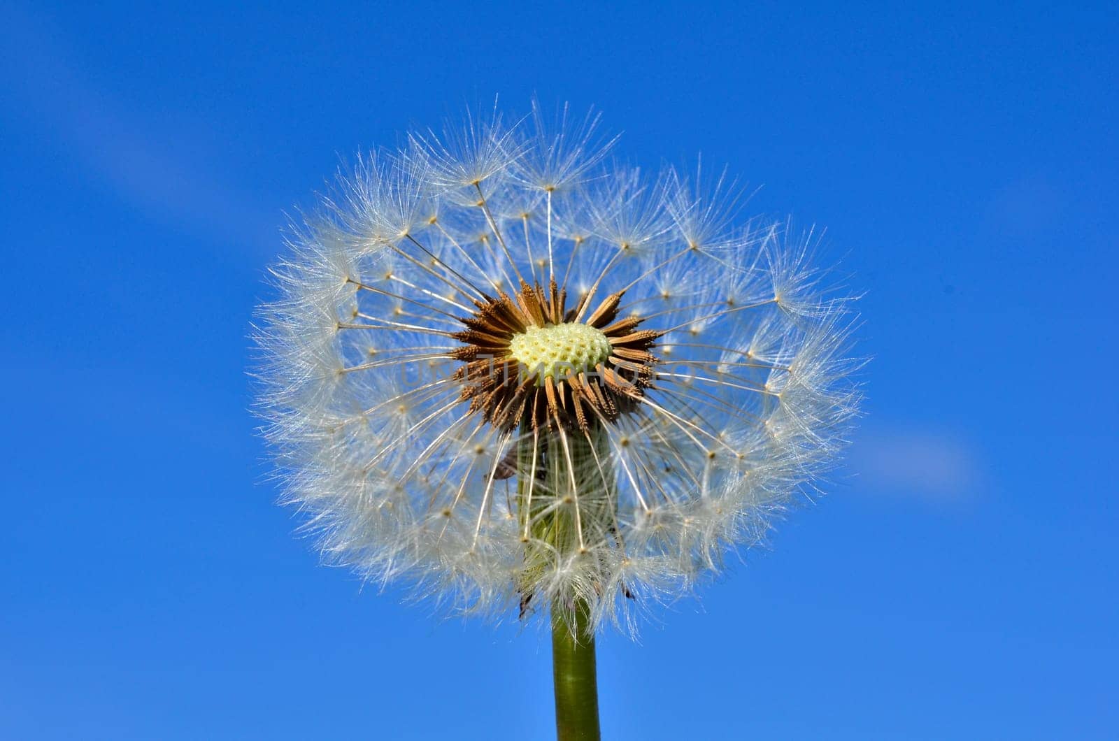 Dandelion Dandelion