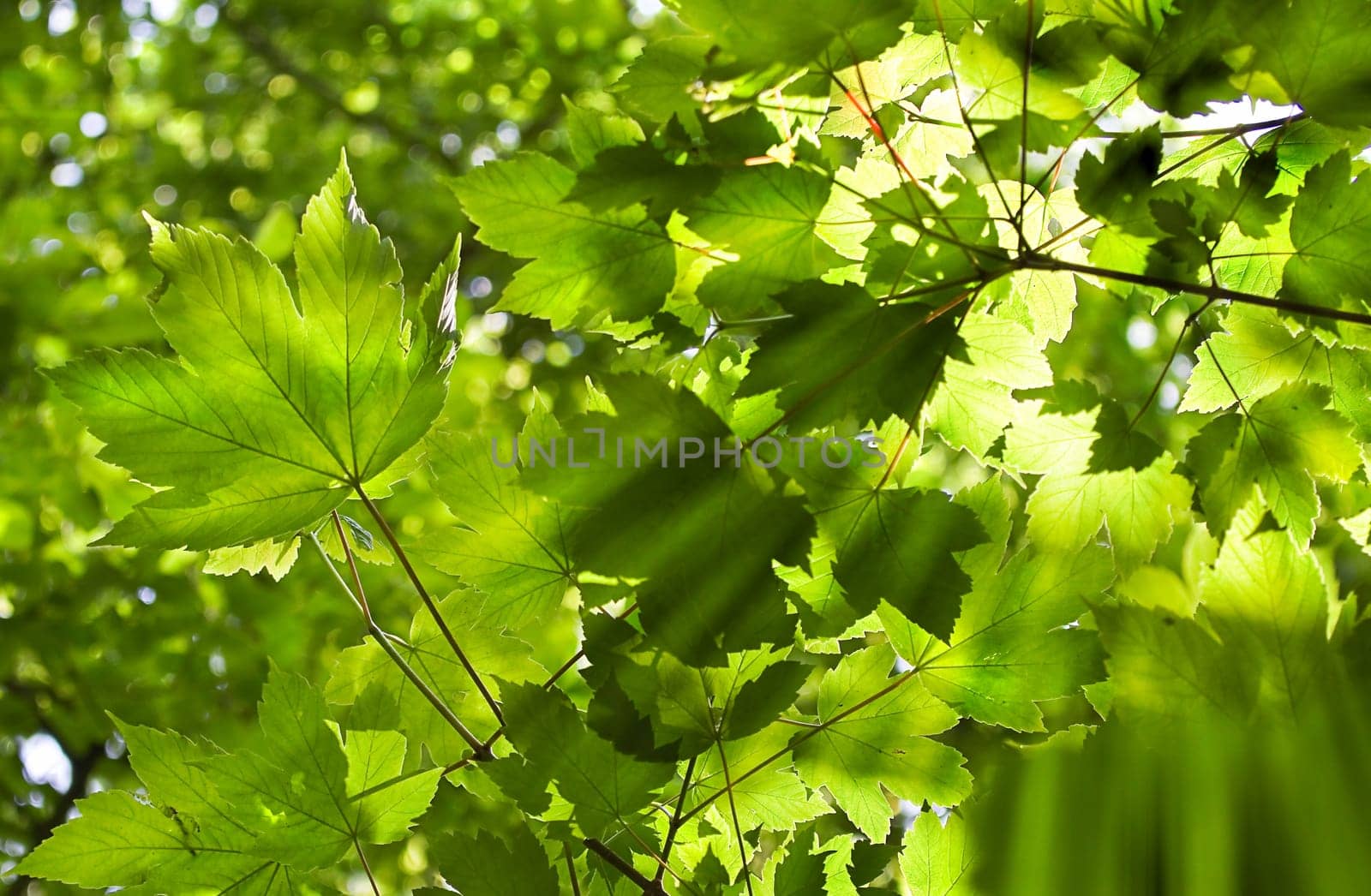 Background of sunbeams shining through green leaves in forest