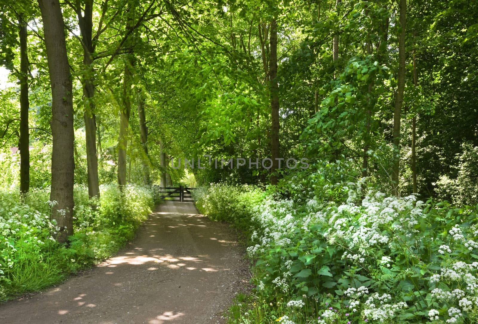 Walking path in forest with blooming Cow parsley in spring - vertical