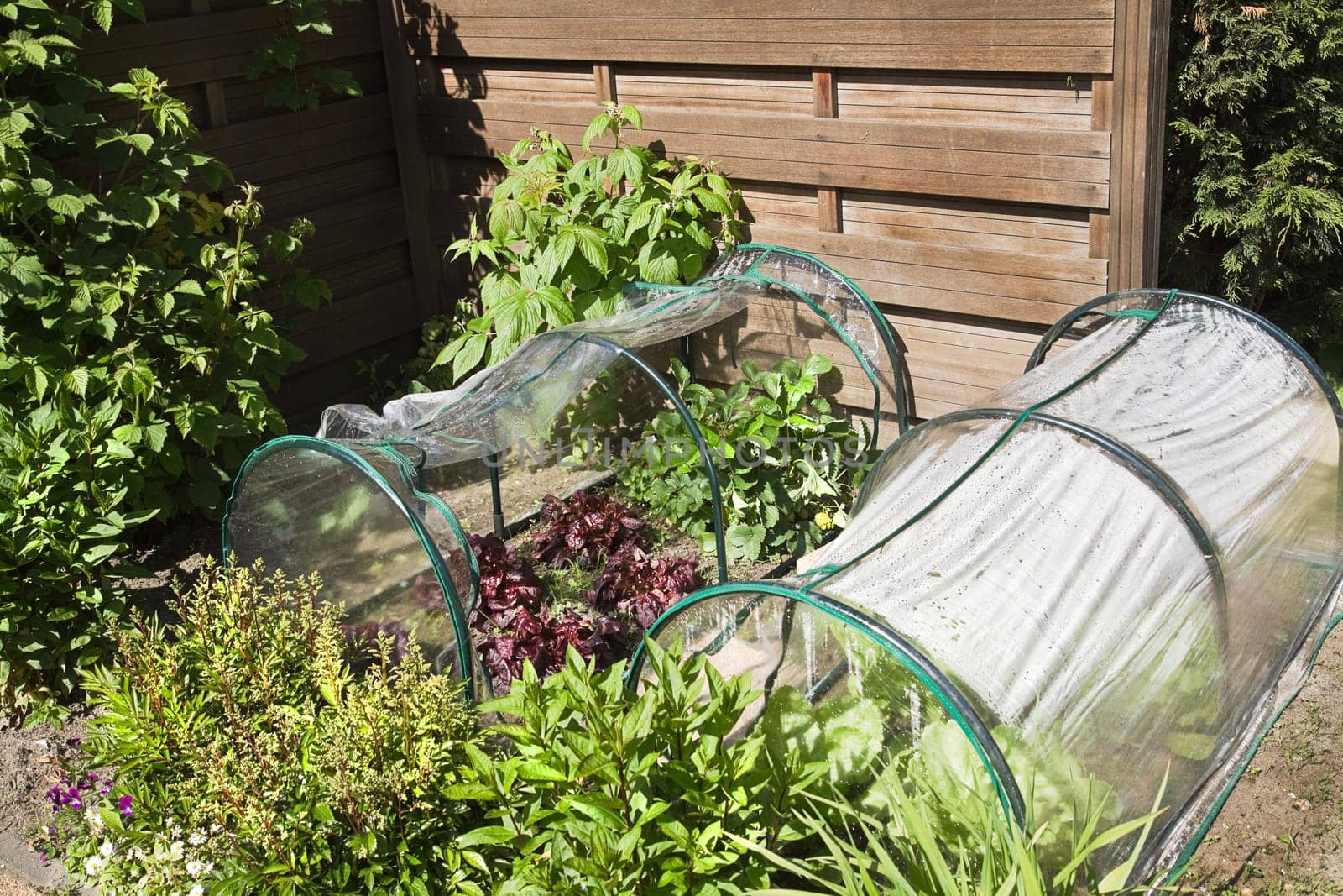 Fruit- and grocery plants in small greenhouses to cultivate by children in a corner of the garden