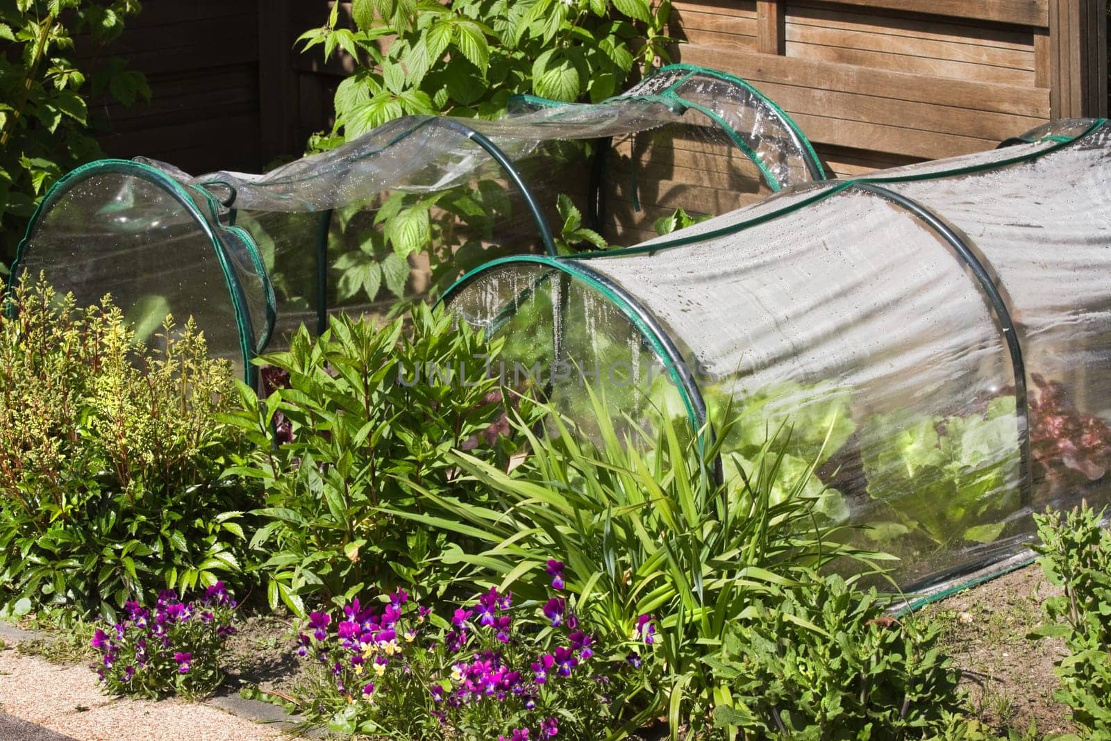 Fruit- and grocery plants in small greenhouses to cultivate by children in a corner of the garden