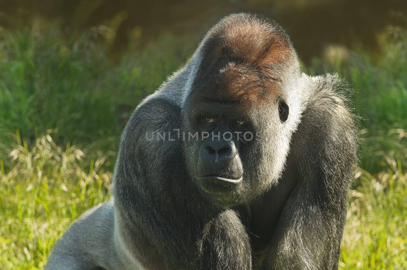 Silverback gorilla standing in morning sunshine and staring
