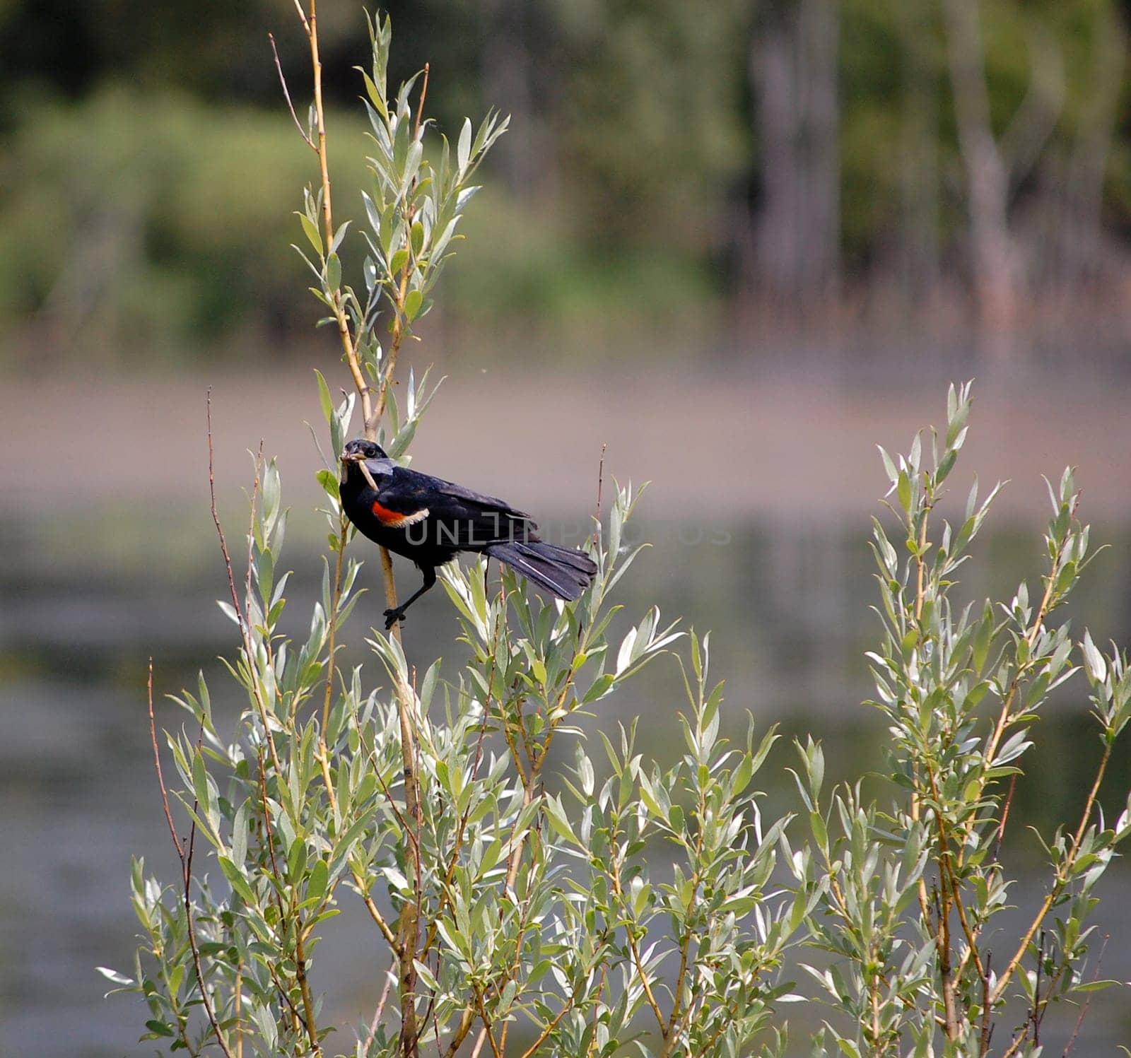 Red-winged blackbird with caught dragonfly