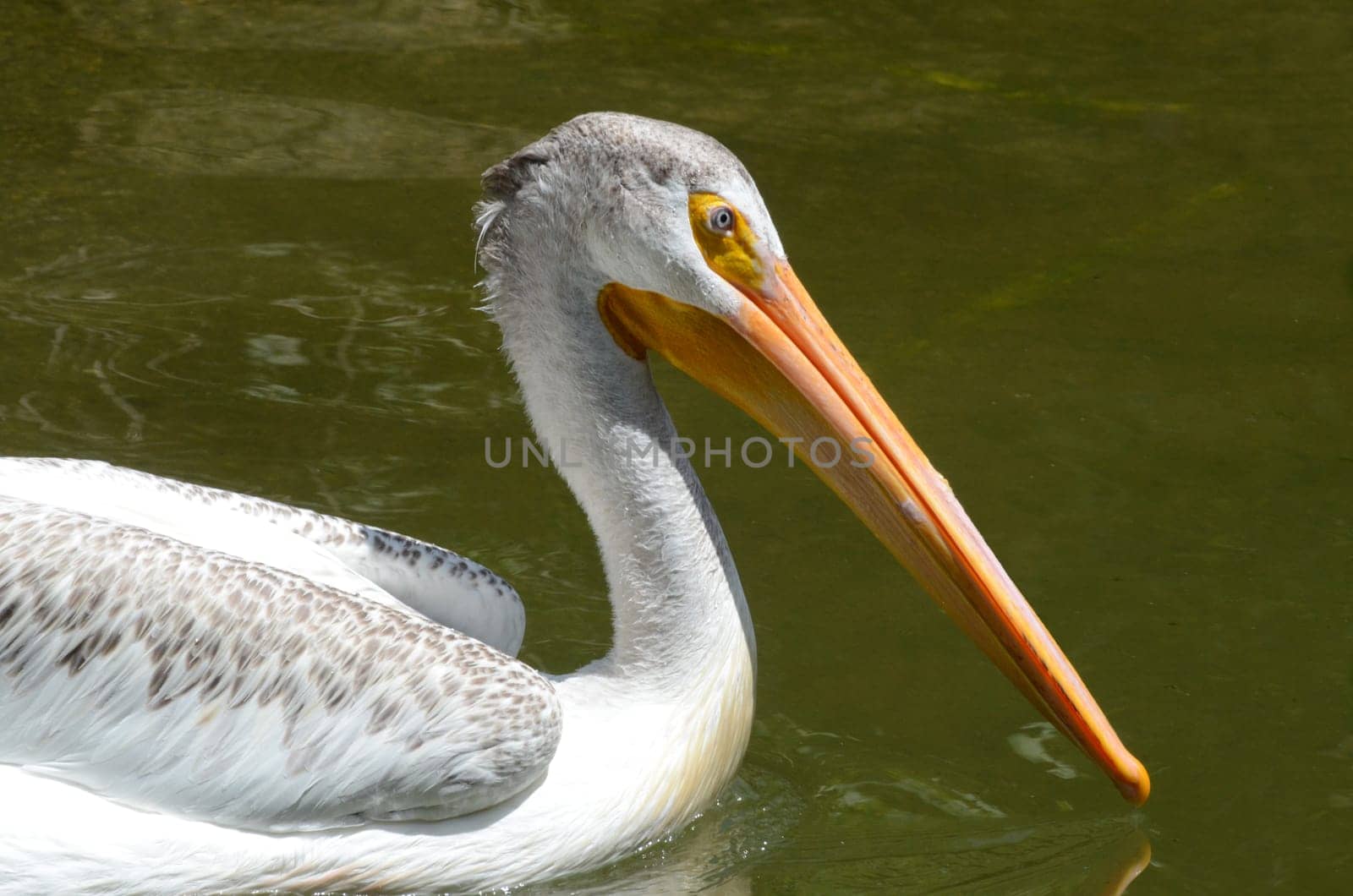 Pelican looking right, with water in background