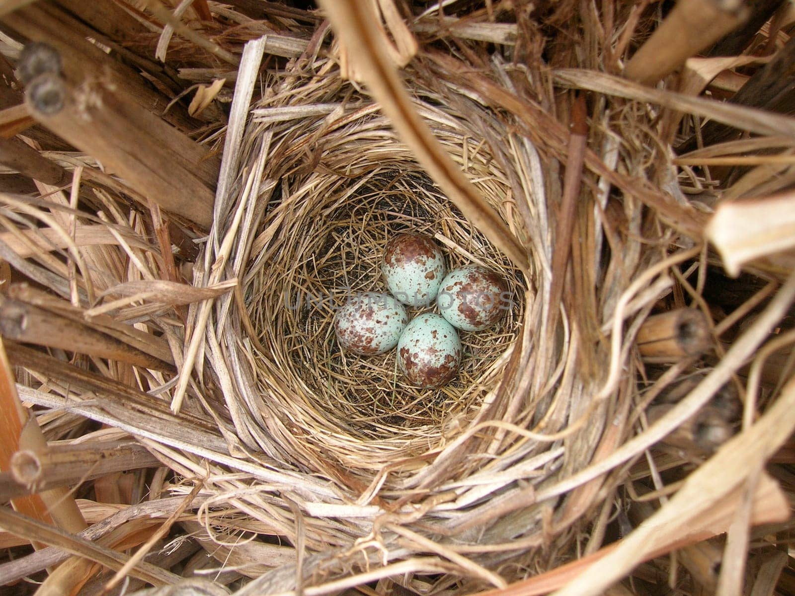 Robin's bird nest with four eggs