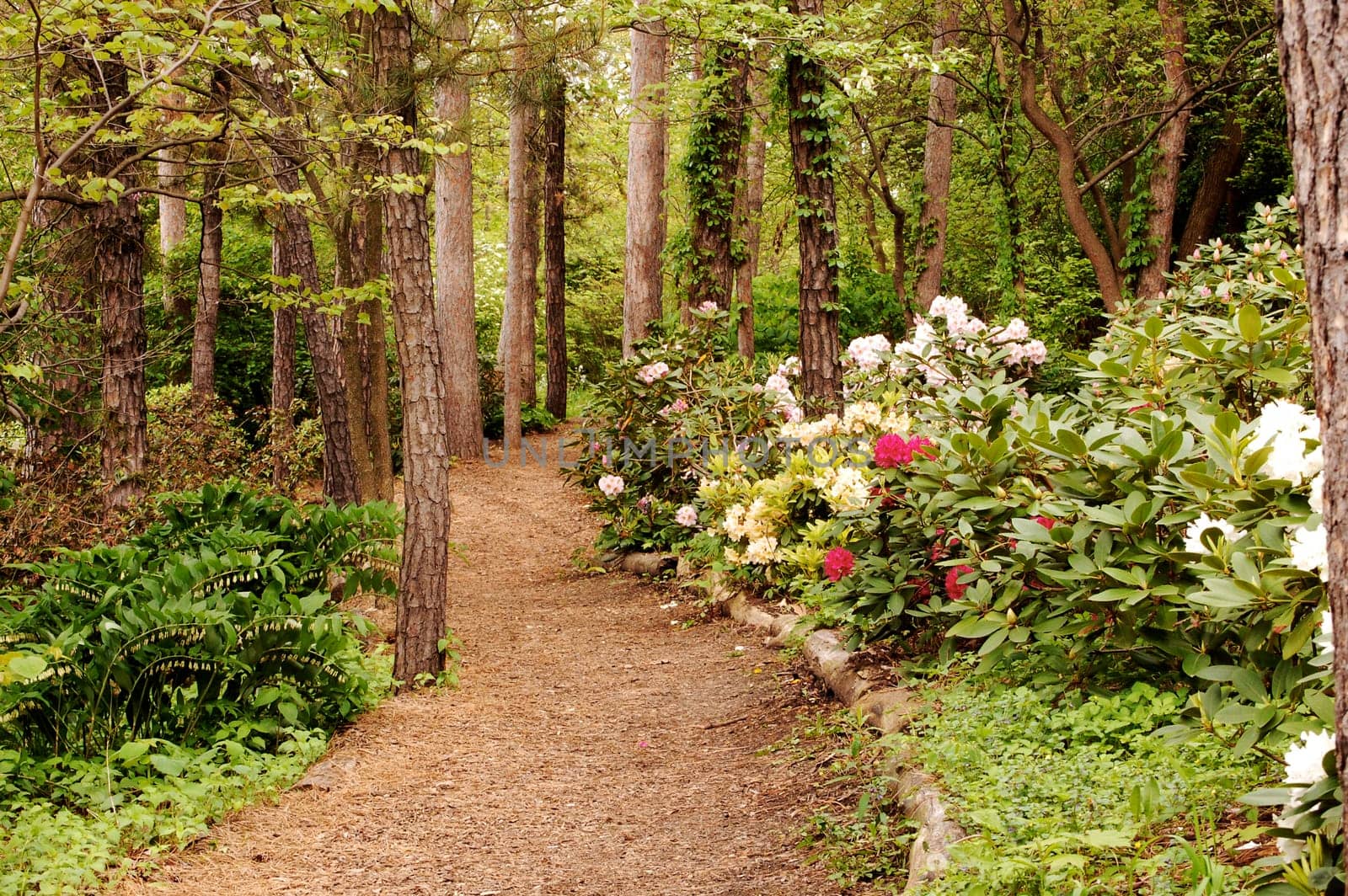 Path through park with rhododendra on one side, trees on other