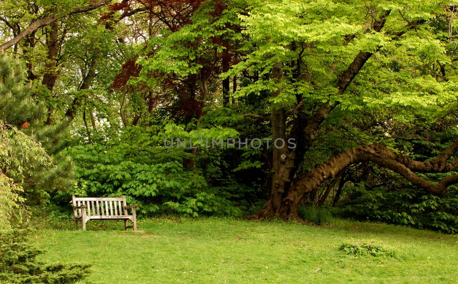 Park bench in grassy area with tree nearby and forest background