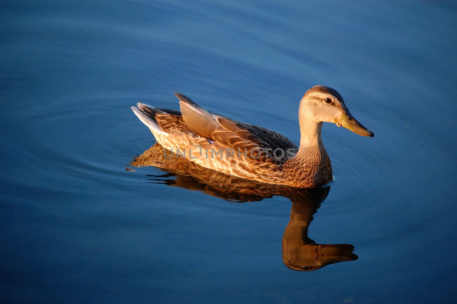 Black duck with reflection - sunset