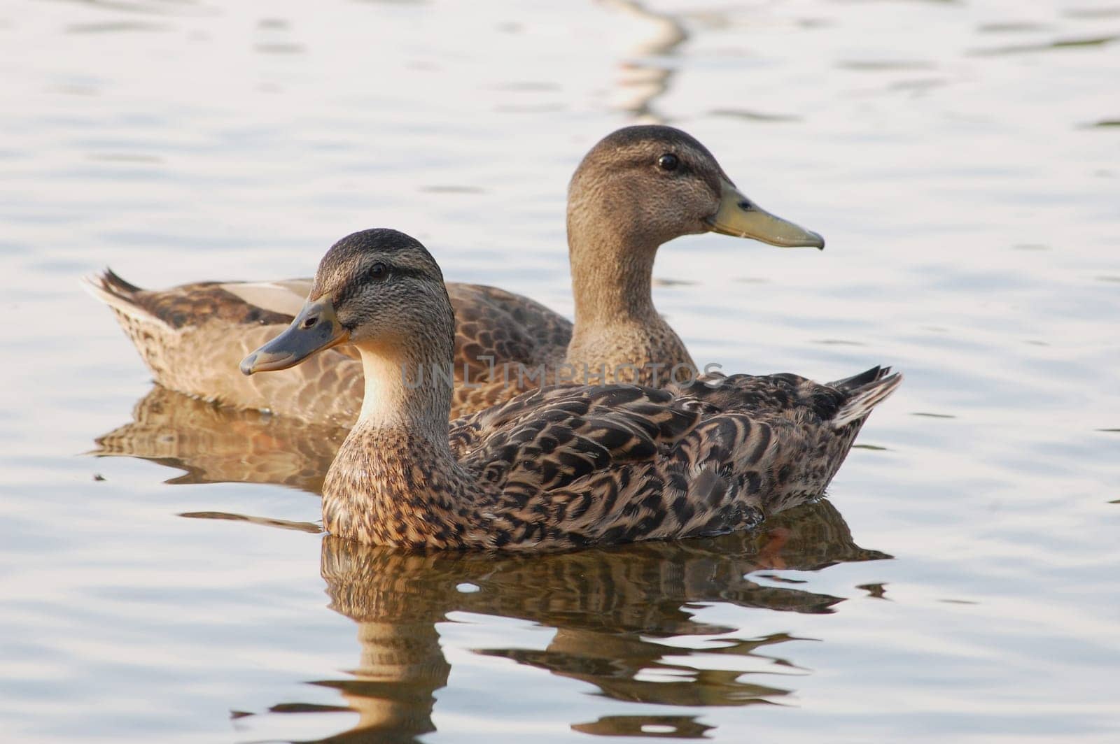 Black ducks looking opposite ways