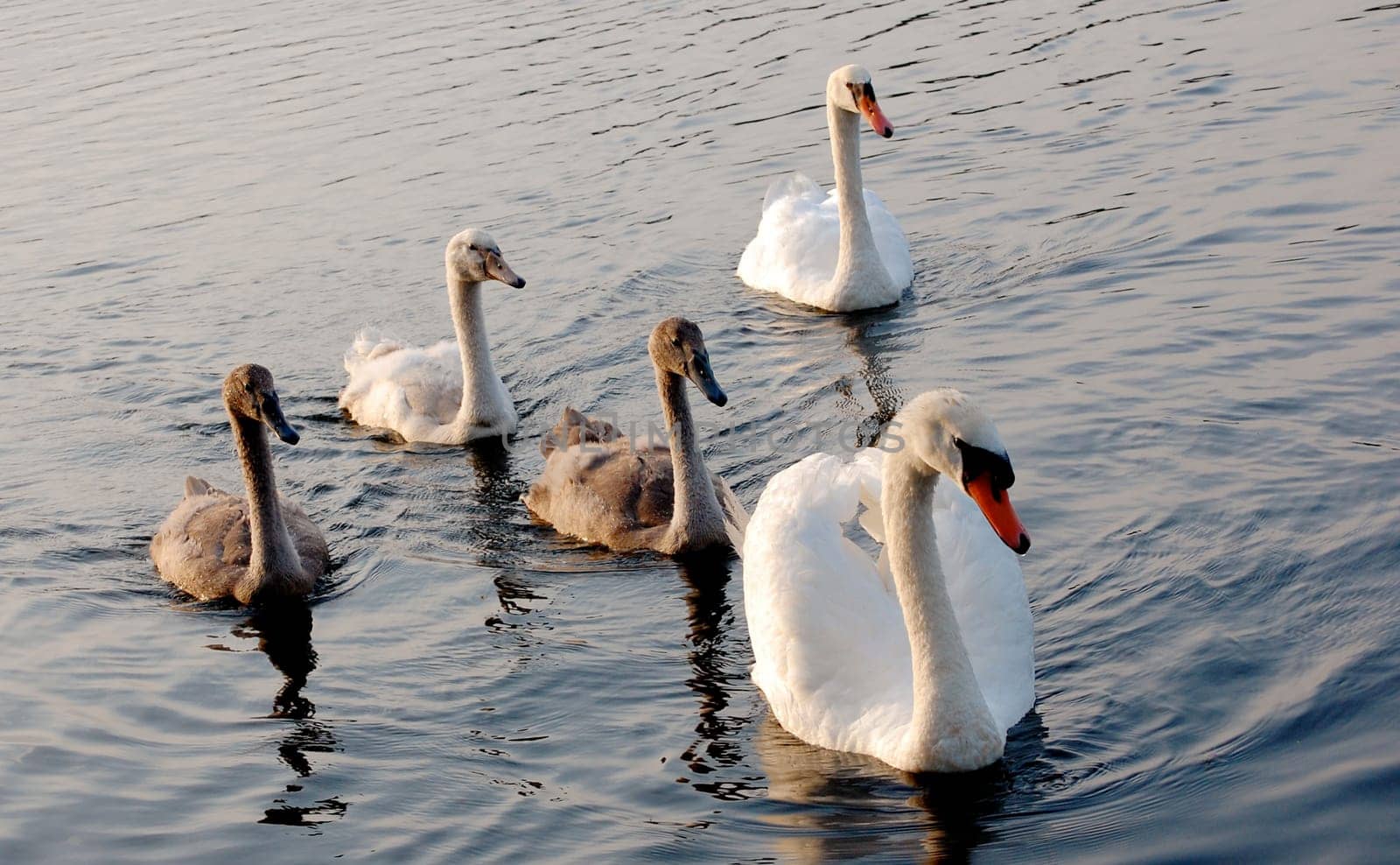 Mute swan family in lake at sunset