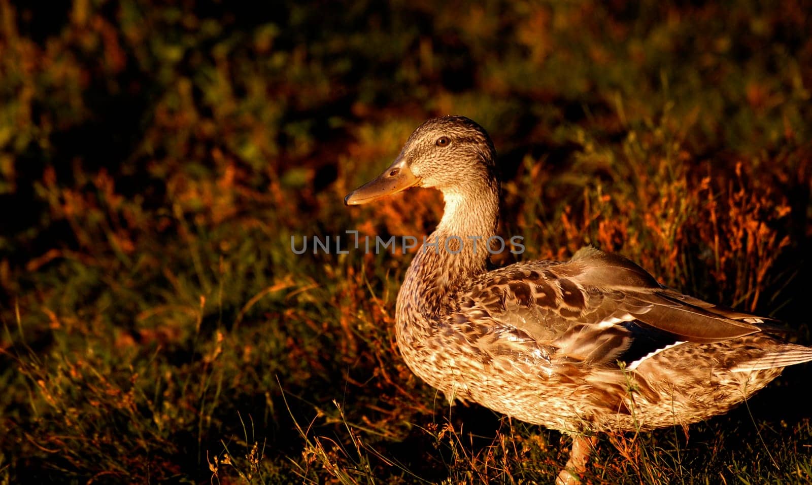 black duck at sunset, with grass background