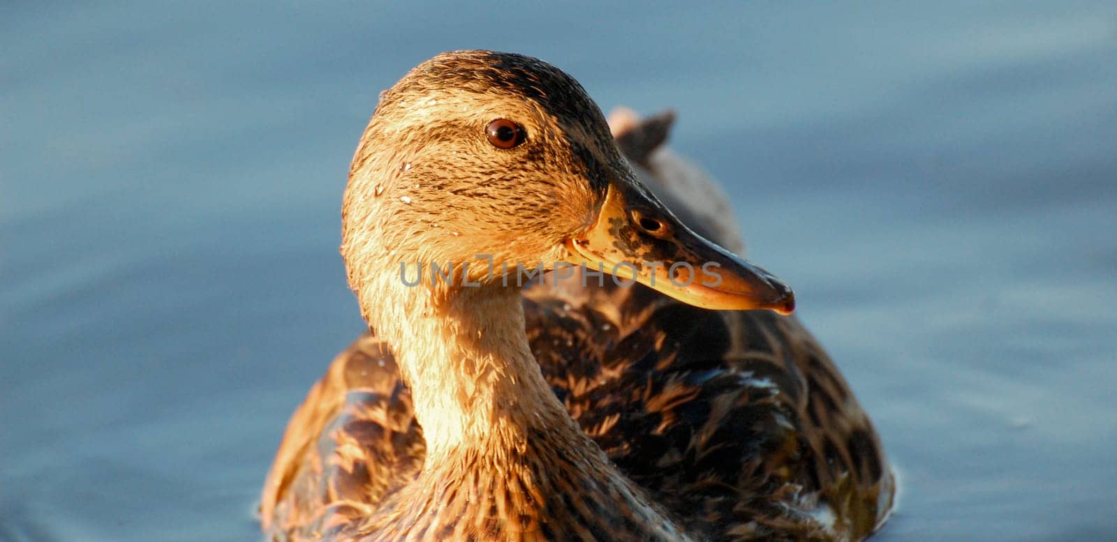 black duck face in profile at sunset