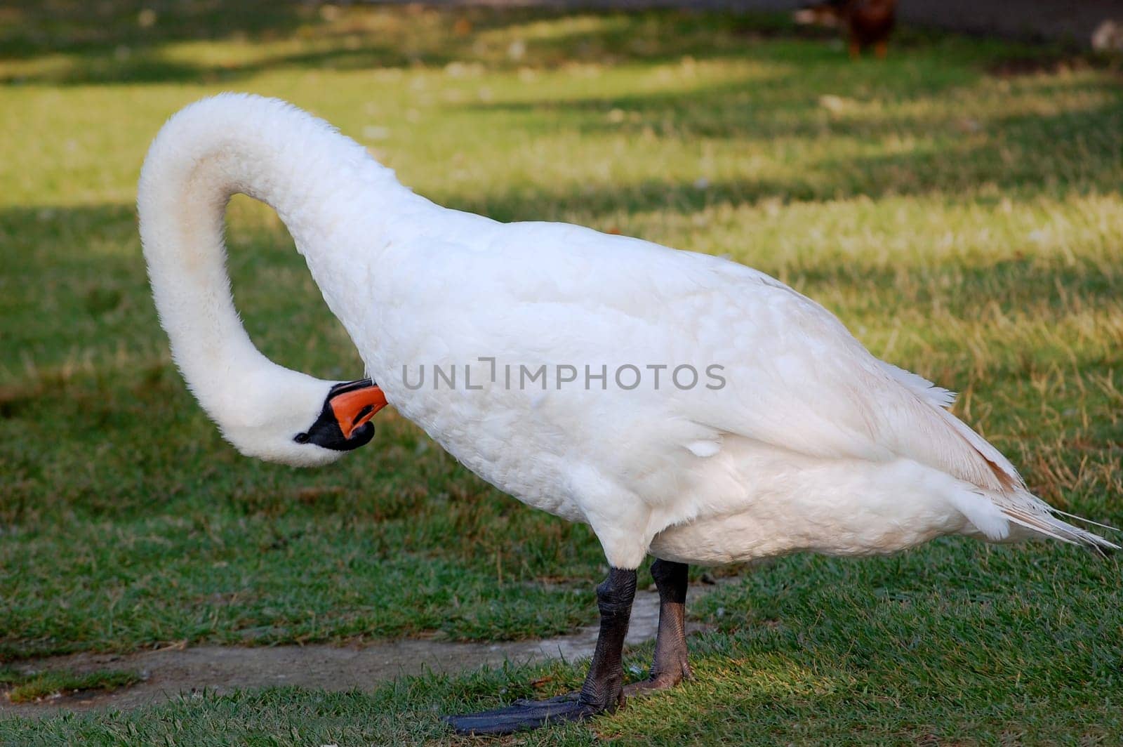 mute swan preening