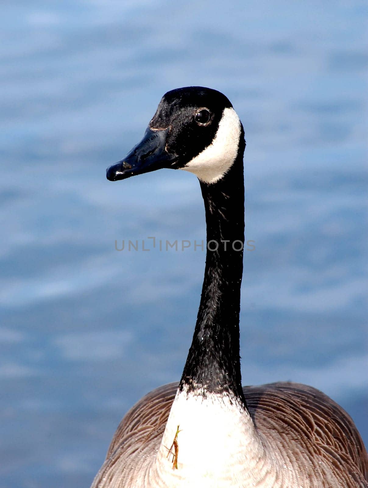 Canada goose head and neck close-up, in water