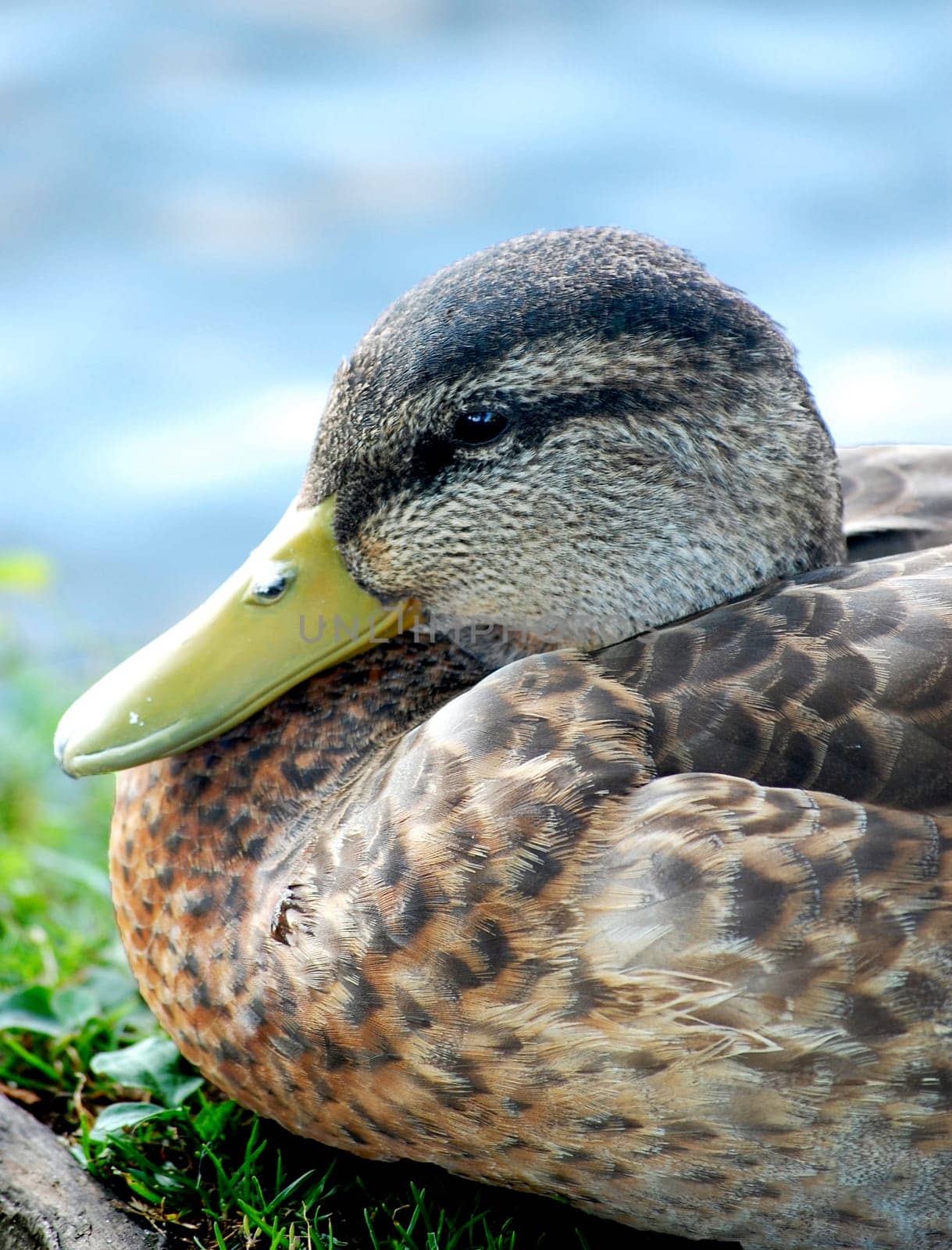 Black duck head close-up