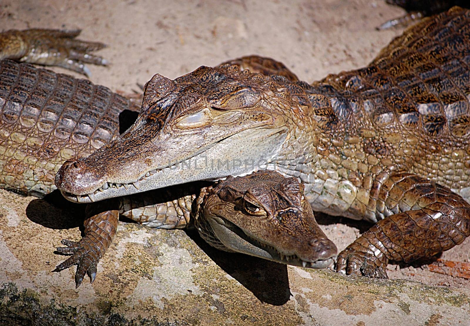 crocodile love