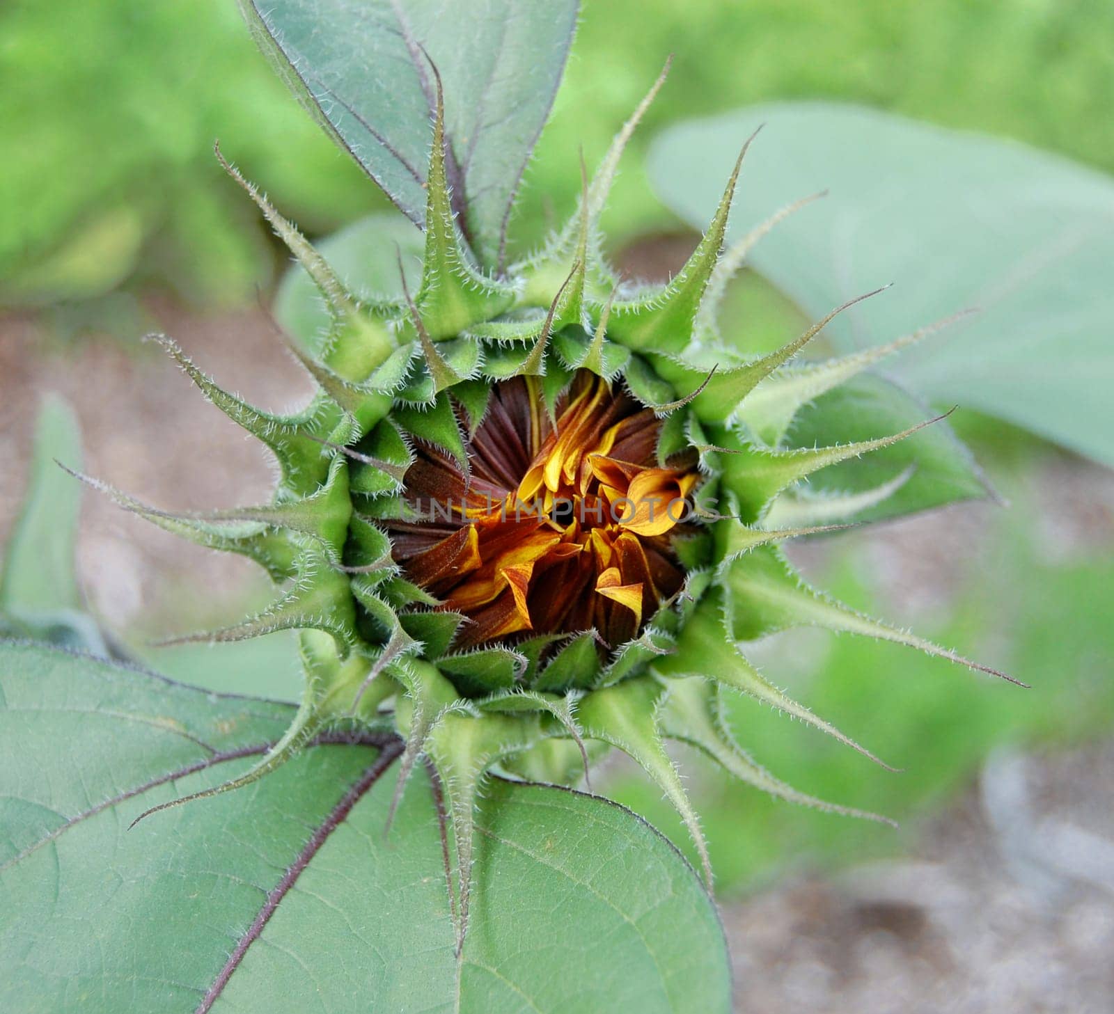 Sunflower bud just starting to open in the spring