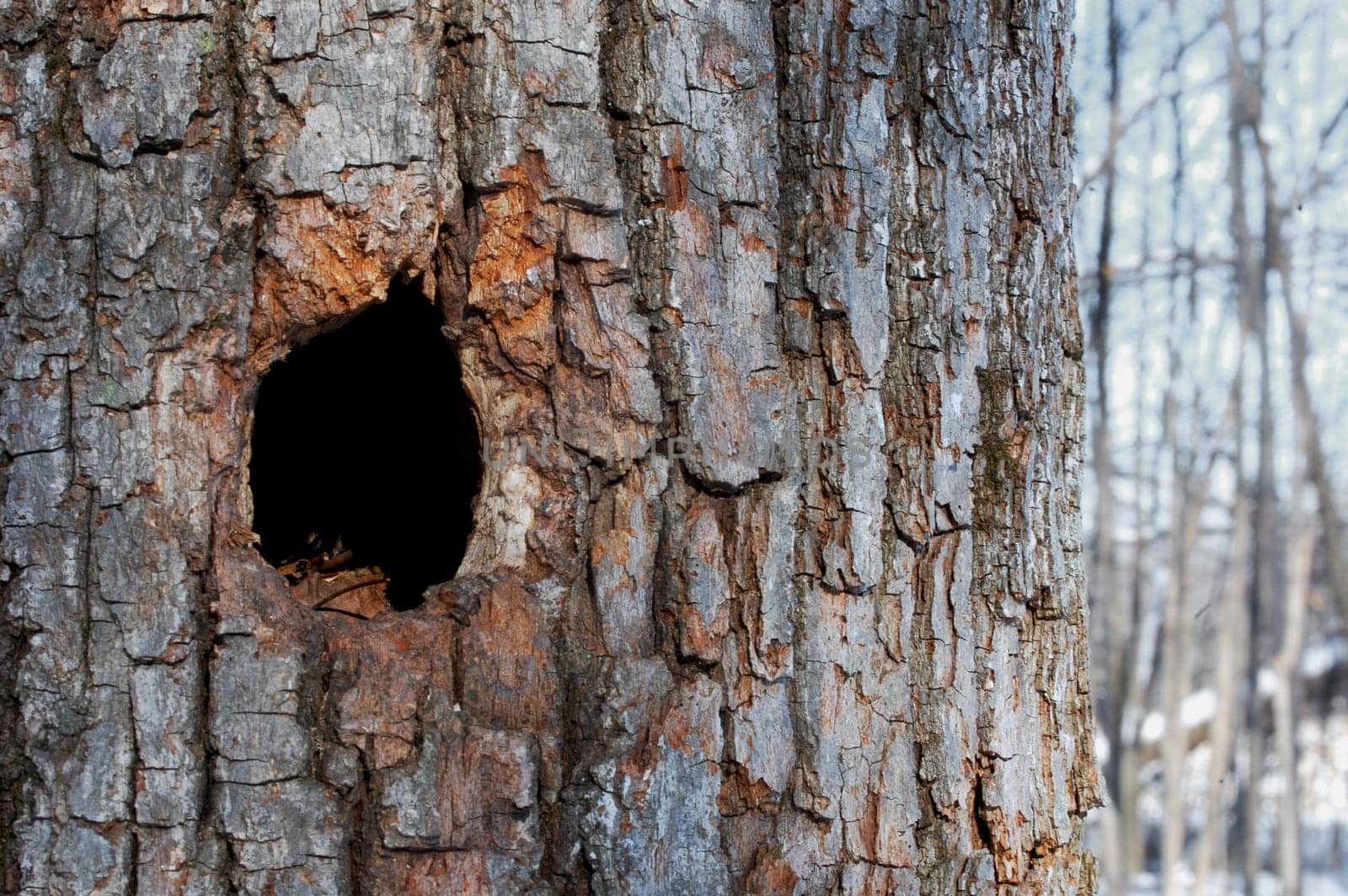 tree with woodpecker hole, forest in background