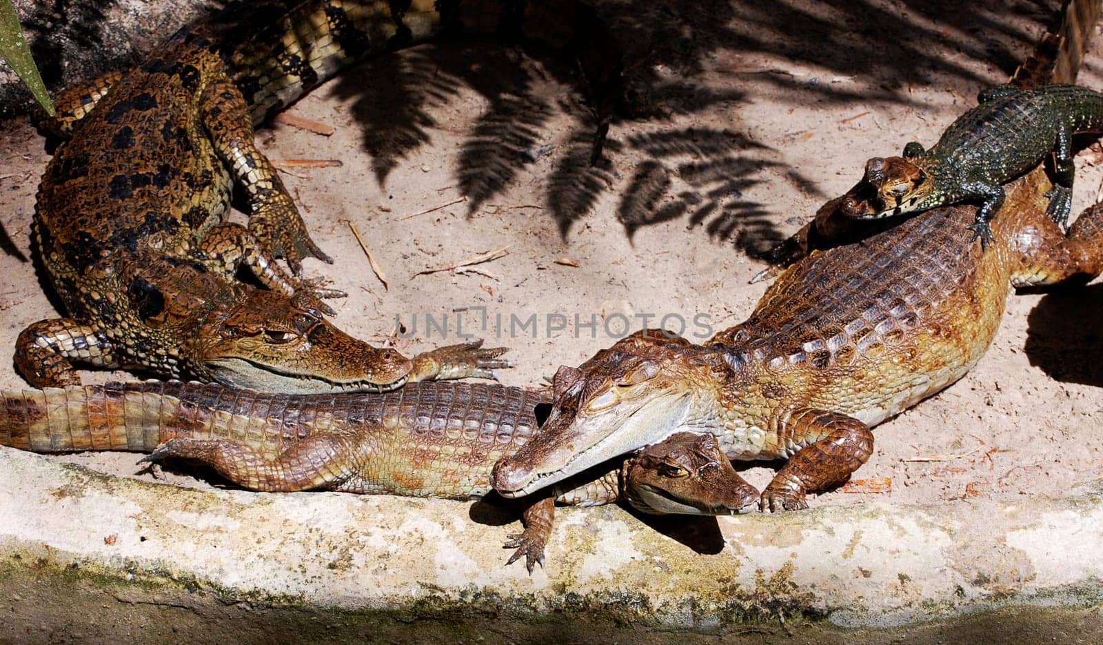 crocodiles lounging