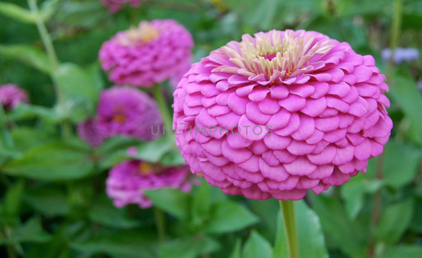 Zinnia Elegans Benary's Giant Lilac