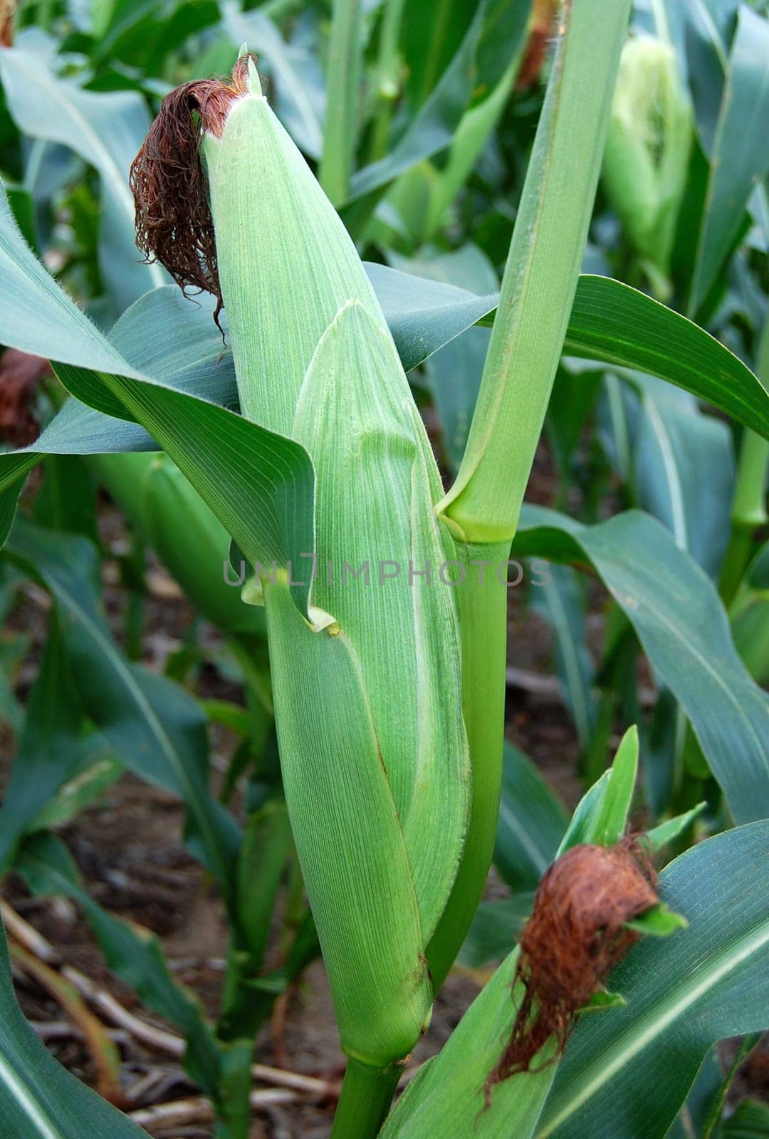 mature ear of corn on stalk in corn field