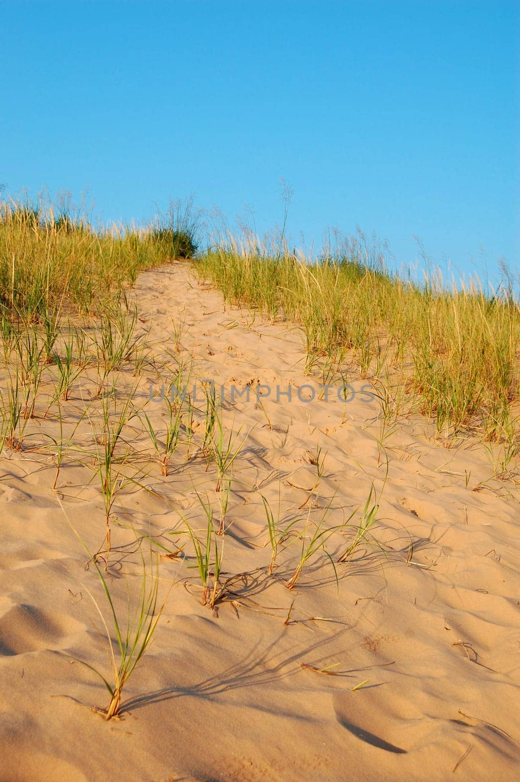 Dune path, Sleeping bear dunes, Michigan - vertical