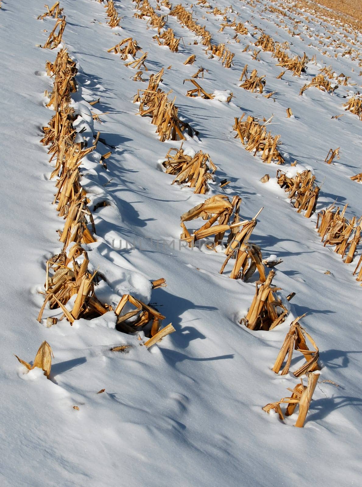 rows of corn in the winter snow, close-up