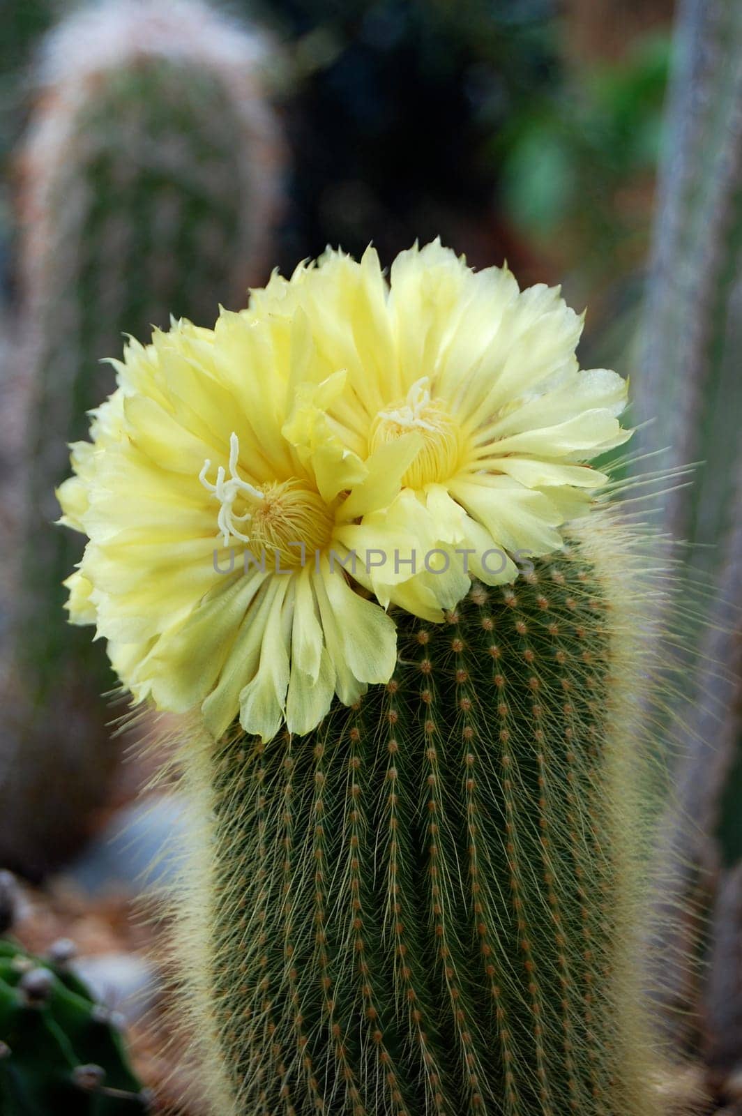 Cactus with yellow flower and cacti in background