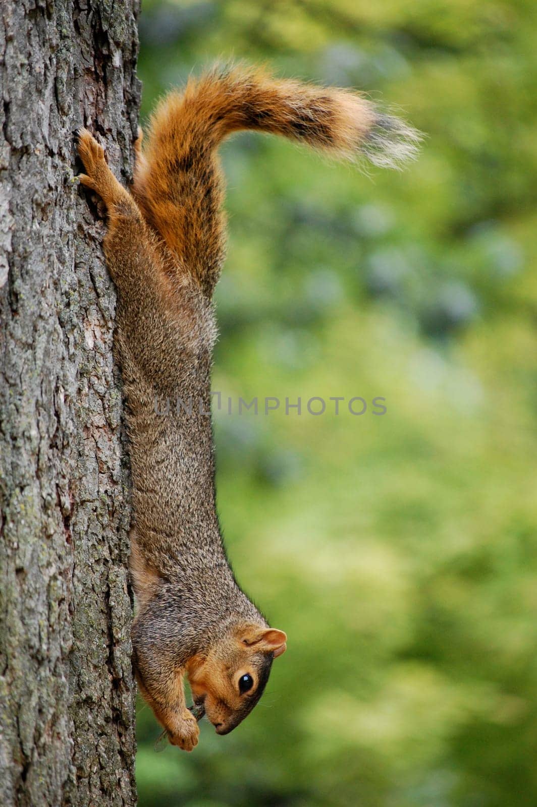 Squirrel on tree eating cicada
