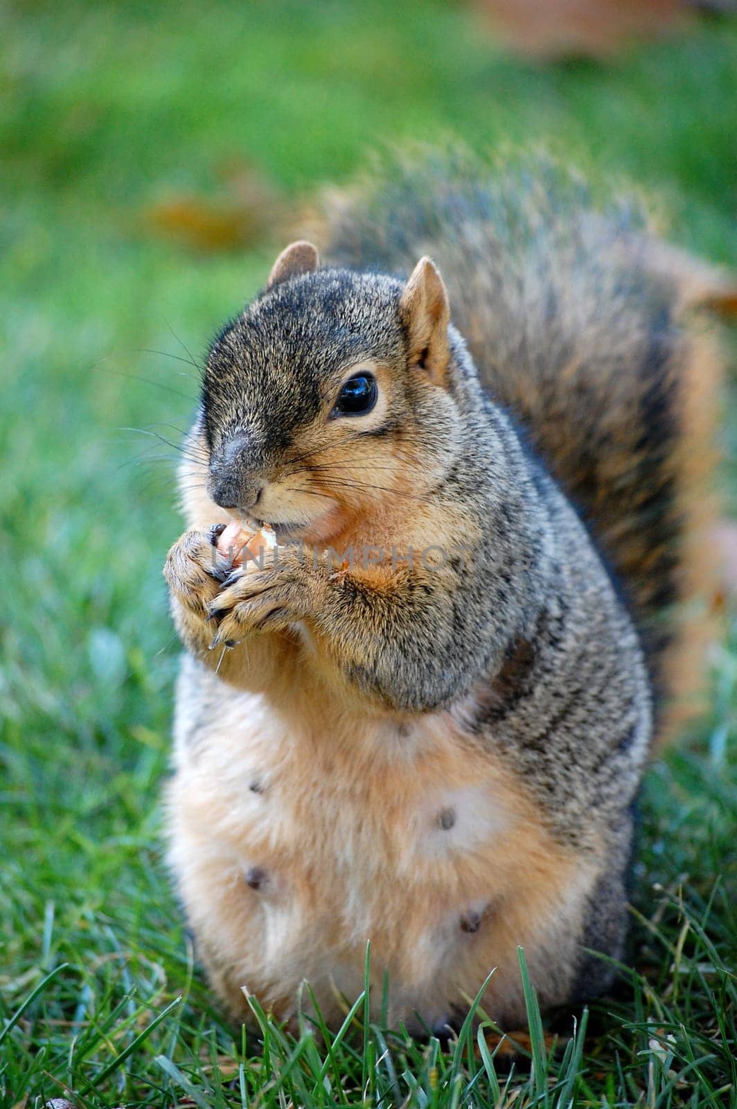 squirrel eating nut - straight on