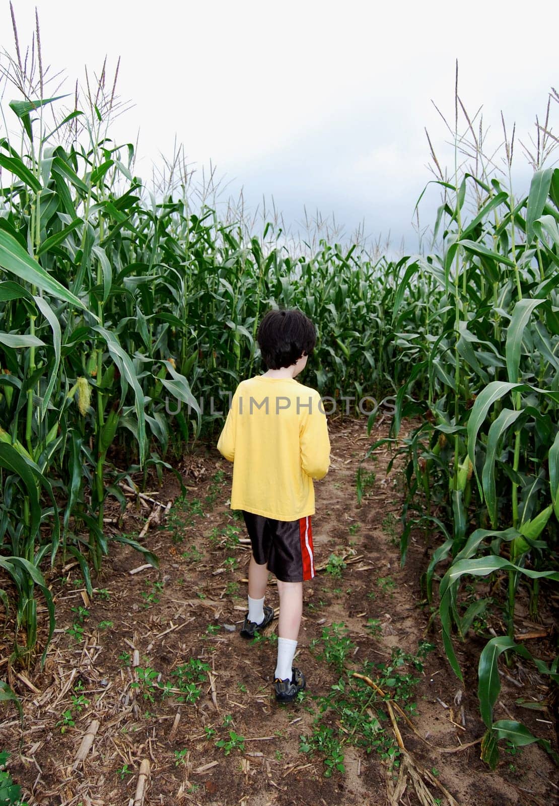 Boy inside corn maze amid tall corn, walking away from you