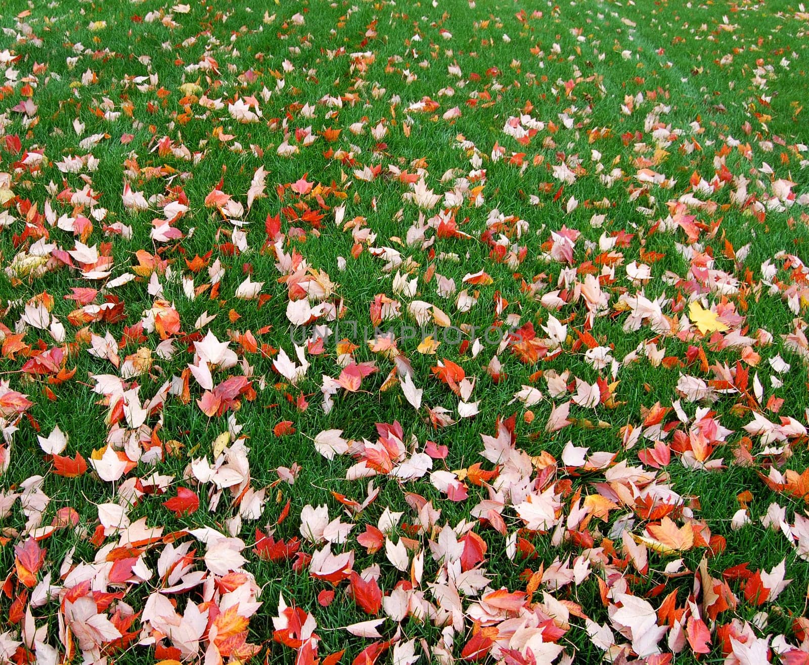 maple leaves on grass, gradient