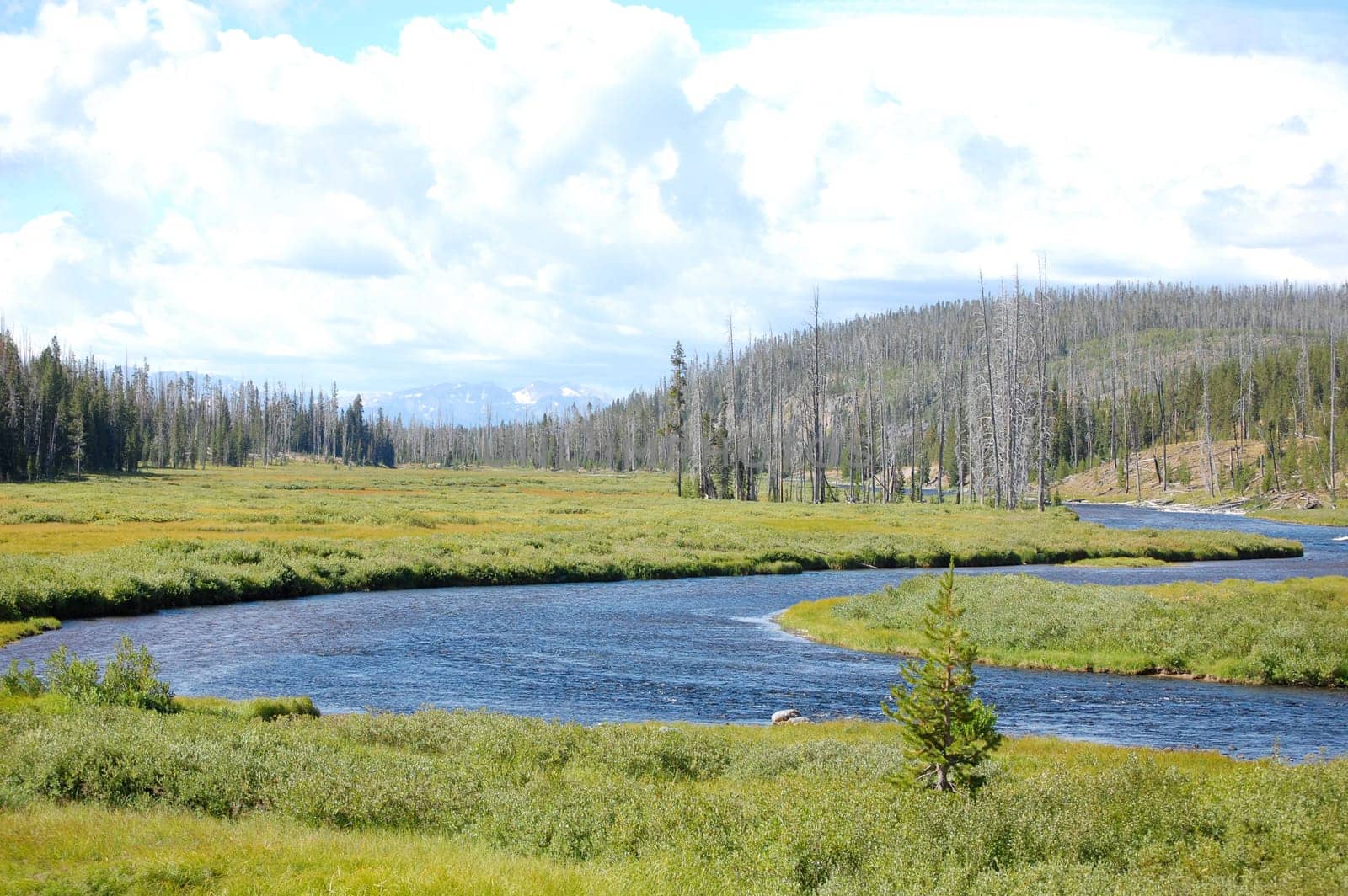 Yellowstone oxbow bend landscape with meandering river