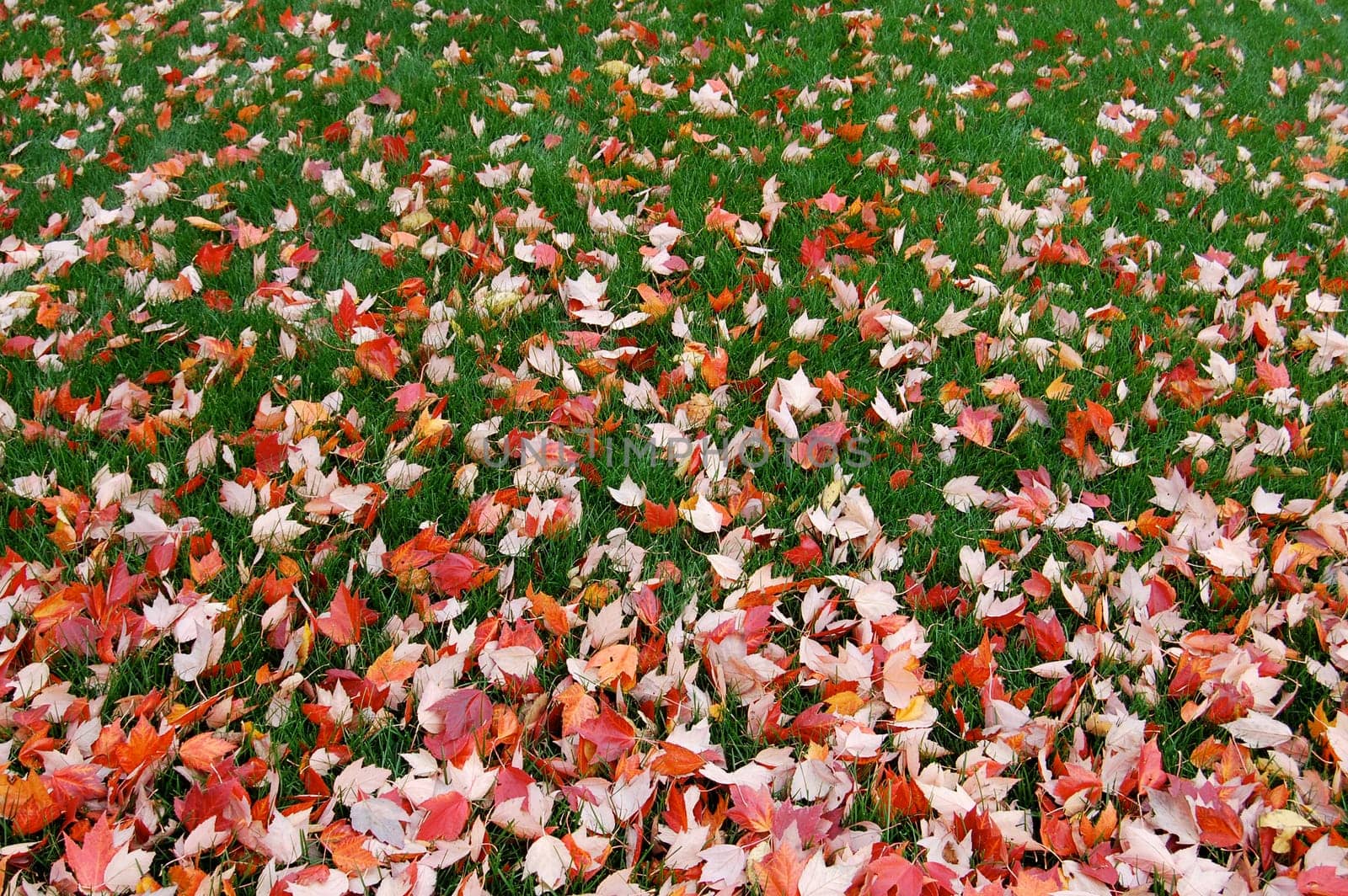 Fall leaves on grass, gradient, close-up
